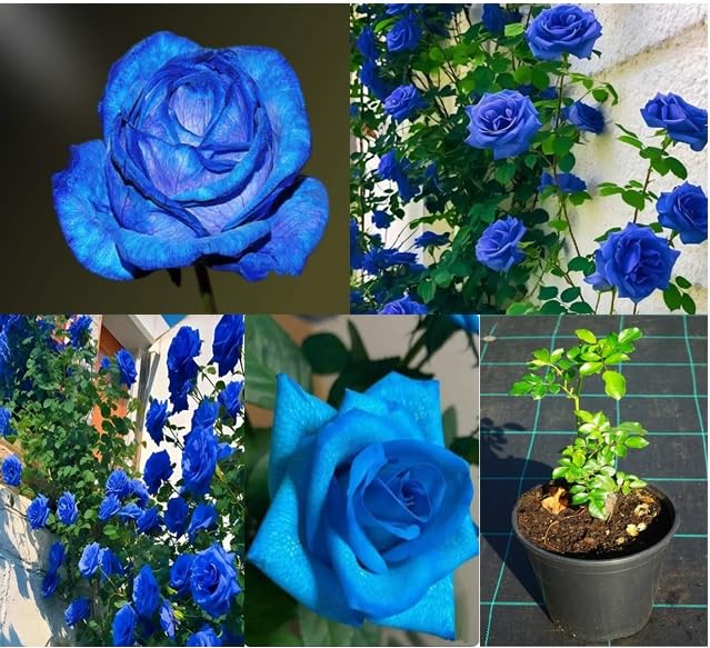 Oxiflora "Grafted Blue roses Best color flower plant Climbing Rose Plant Perennial" Hybrid - 1 Healthy Live Decorative Flowering Plant Nursery Grow Bag for Home Garden|Multicolour (B0CTCCSN52) Amazon Price History, Amazon Price Tracker
