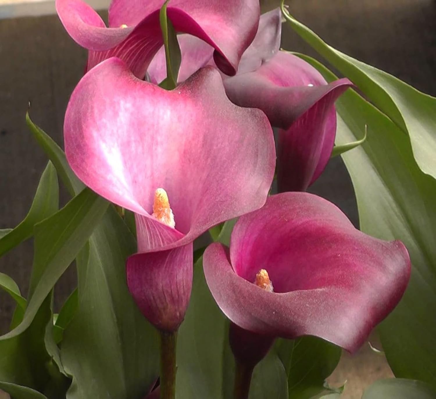 Perennial Calla Lily Bulbs | Summer Flowering Outdoor Garden Plants | Stunning Floral Display-e-2Bulbs