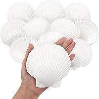 WeDoSoy 10PCS Large Natural Scallop Shells 4-5" White Seashells for Crafts, DIY Painting, Baking, Beach Weddings & Home Decor