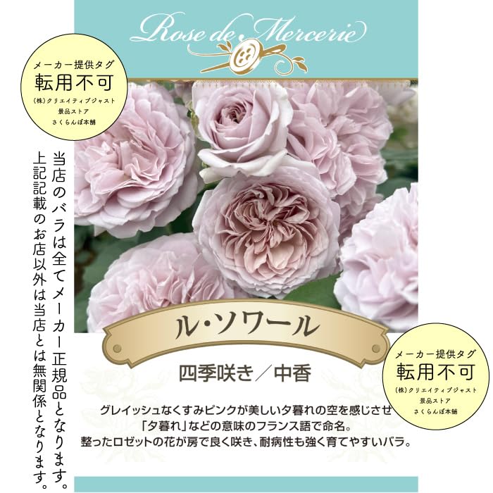 Amazon.co.jp: [ ル ソワール バラ 新苗 4号鉢 ] バラ苗 鉢植え 薔薇