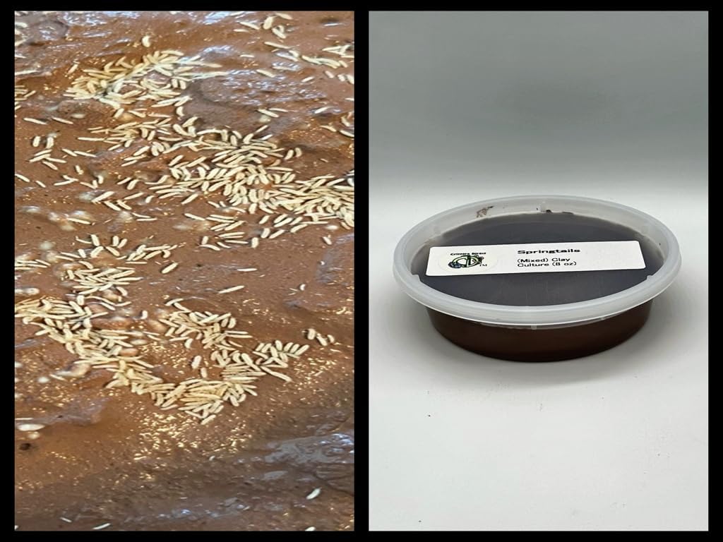 Critters Direct Live Springtails, (16 oz Breeding Culture + Food), for Amphibian/Reptile/Invertebrate Bioactive Habitats