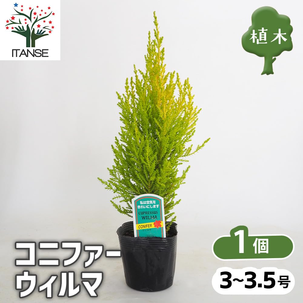 Amazon.co.jp: ITANSE コニファー ウィルマ 3～3.5号 1個売り