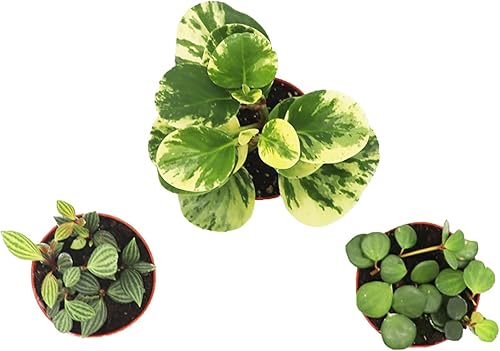 Miniatura 3 de Planta de goma Live Baby  Maceta pequeña de 4 pulgadas Peperomia Obtusifolia de California Tropical, regalo ideal para oficina, jardín, decoración