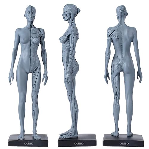 Dental Nueva Anatomía Anatómica Femenina Cráneo Cabeza Cuerpo Modelo Músculo Hueso (11.8 in) Altura
