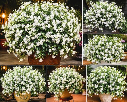 Image of Night Jasmine Flower Seeds Pack- Heavy Bloomer - Hybrid