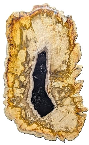Petrified Wood Large Decorative Crystal Slice image