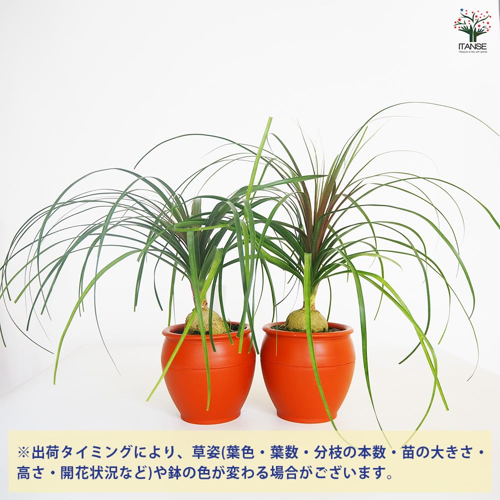 Amazon｜ITANSE トックリラン ノリナ ポニーテール 6号 1個売り