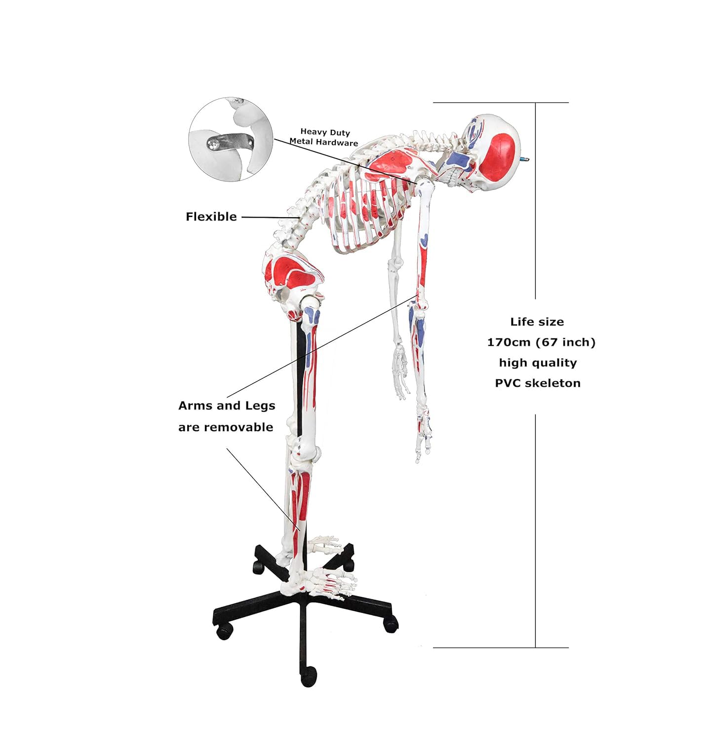 Pełnowymiarowy model anatomiczny ludzkiego szkieletu o długości 170 cm z malowanymi mięśniami i podstawą rolkową
