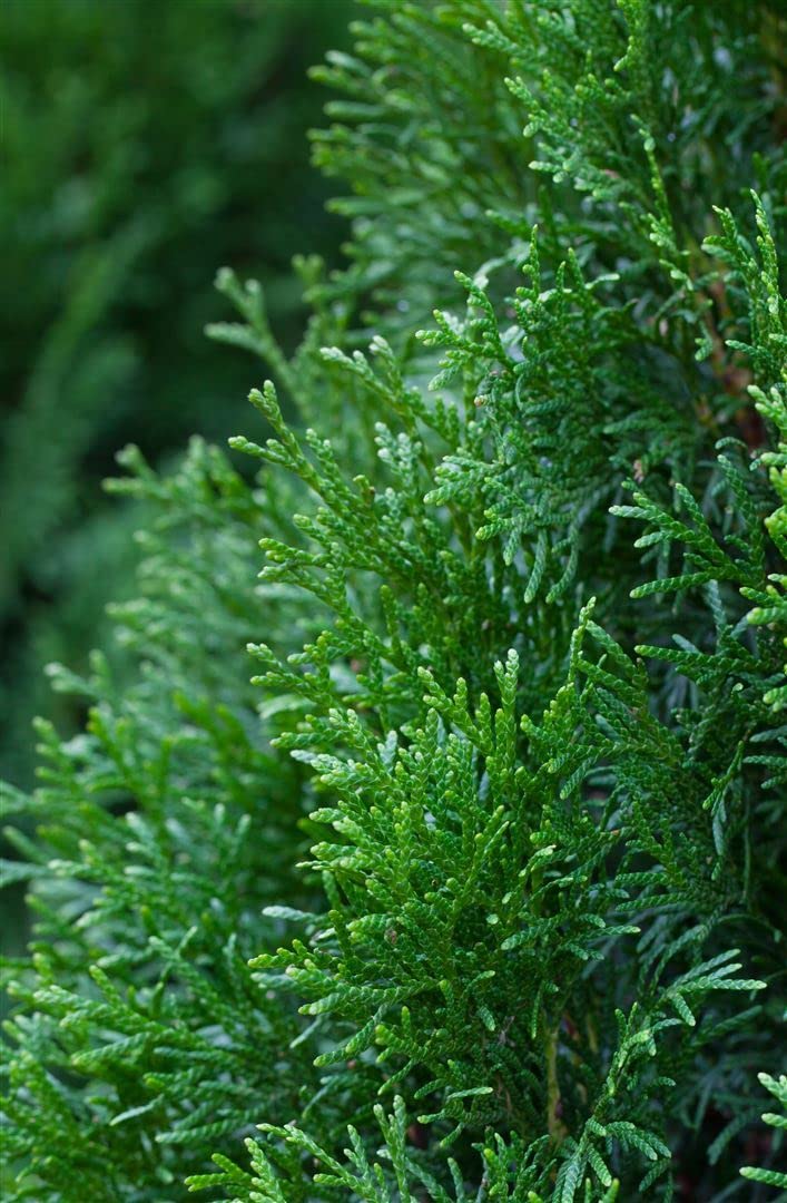 Thuja occidentalis 'Smaragd' 175-200 cm - Lebensbaum, immergrn,  pyramidenfrmig, ideal fr Hecken, pflegeleicht, winterhart : Amazon.de:  Garten