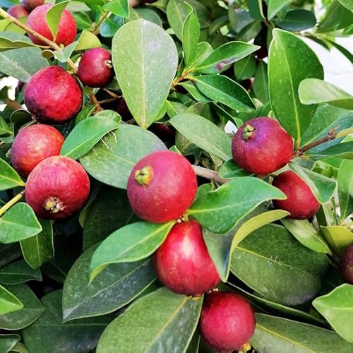20 Strawberry Guava Tree Seeds Edible Garden Fruit Plant Seeds #TOP13
