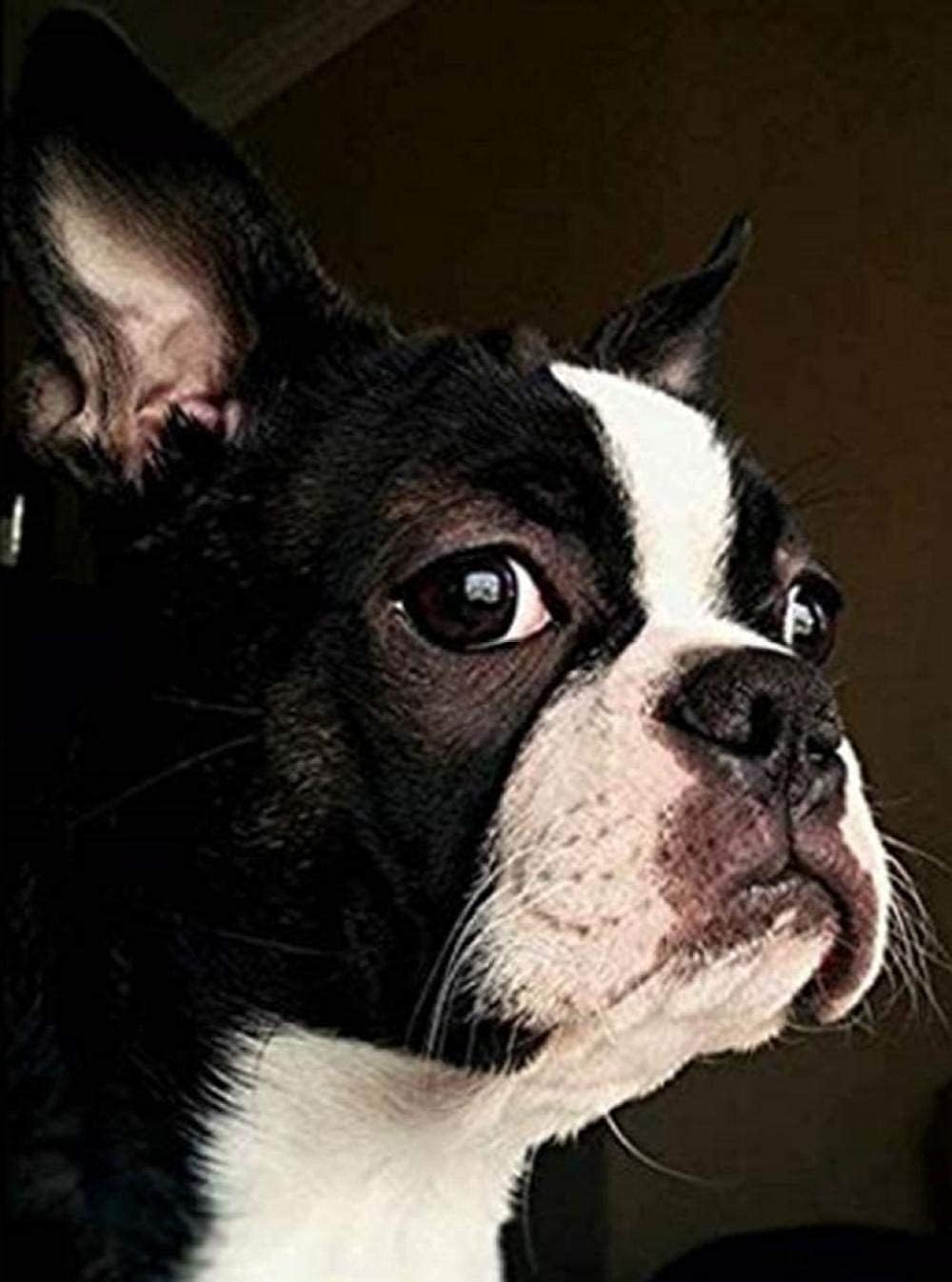 Wooden Jigsaw Puzzles 1000 Pieces for Adults Kids - Boston Terrier Puzzle, Animal Puzzle, Cute Pet Dog Puzzle Toys, Dog Challenging Puzzles Birthday Gifts Home Decor Family Game