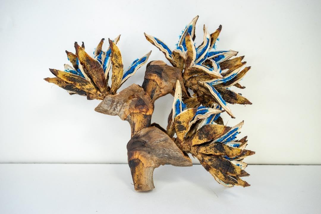 タビビトノキ 青い種 旅人の木 2 オオギバショウ 種子 タビビトノキ の 実