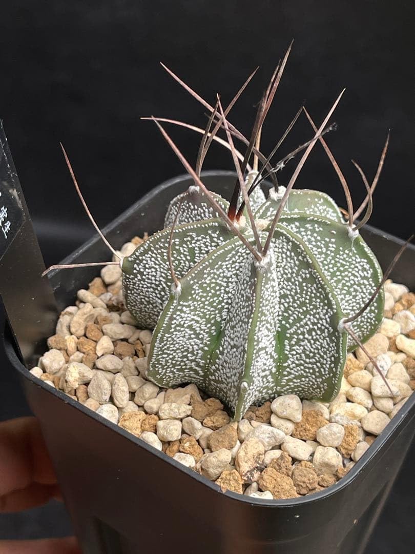 EMP アストロフィツ 白瑞鳳玉 栽培株 C298