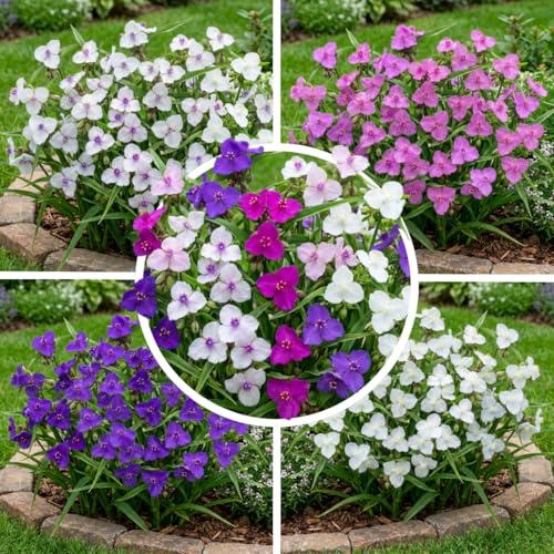 FLORIUM Winterharte Tradescantia Stauden Kollektion (10 Pflanzen) Mix von 5 Sorten für Garten 2 von jeder Farbe große mehrjährige Pflanzen aus Holland (kein Samen) Weiß-Rot-Rosa-Violett Hybriden