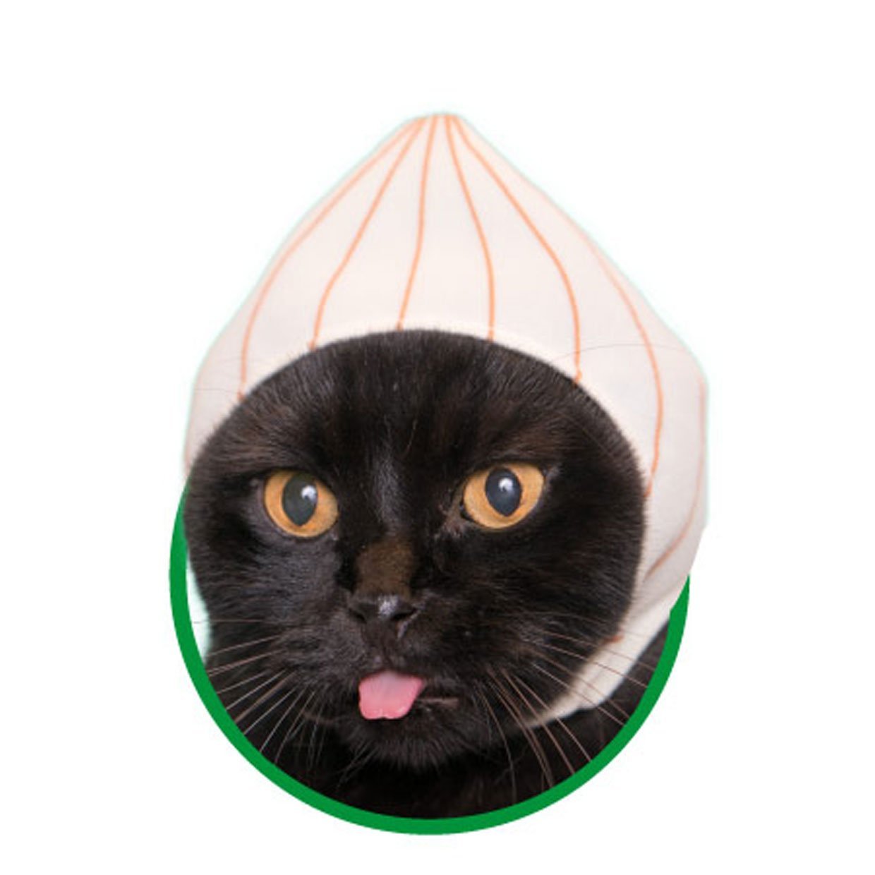 onion cat