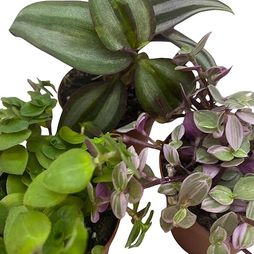 Miniatura 4 de Surtido de Wandering Due, variedad Tradescantia, 2 pulgadas, juego de 3 pequeñas mini plantas Pixie