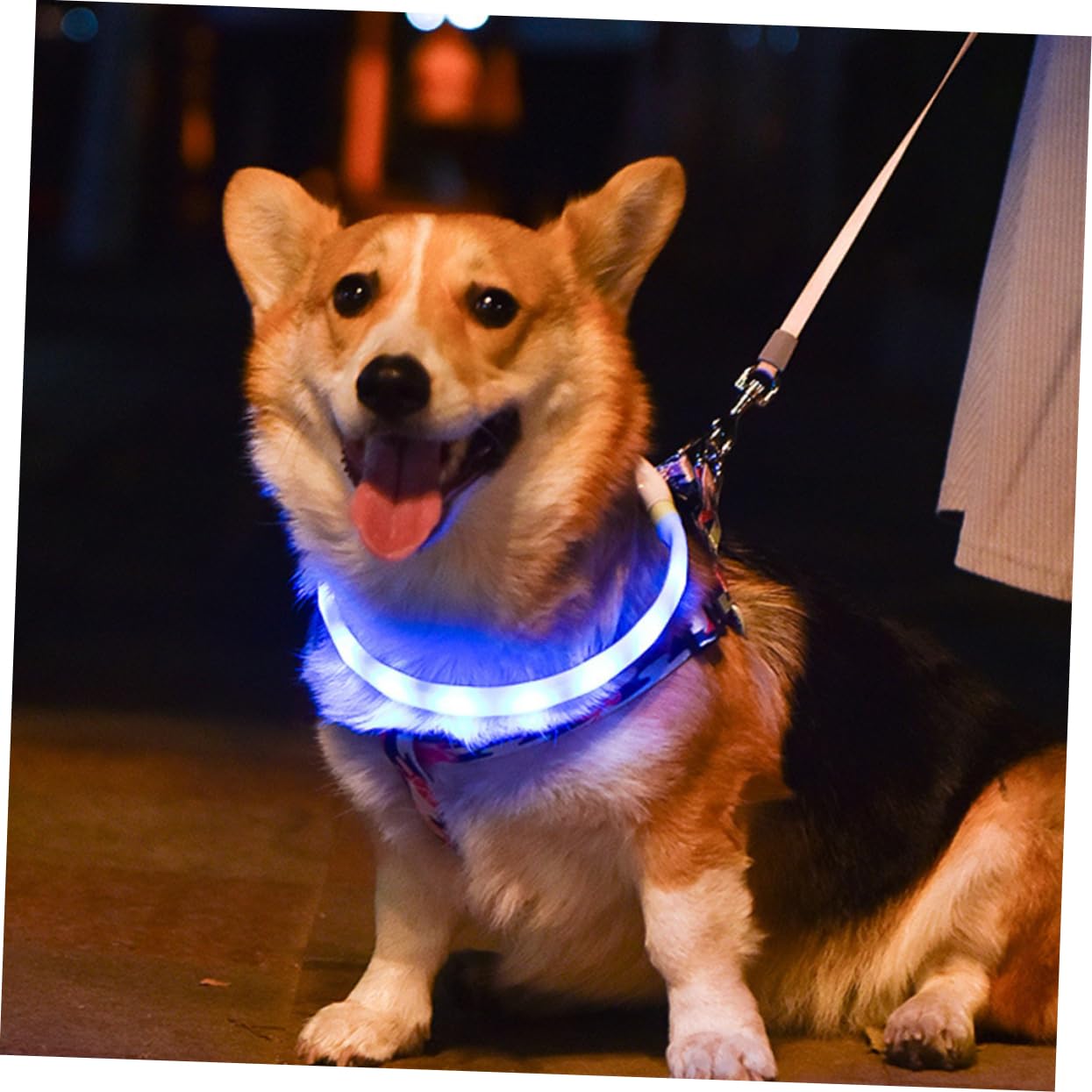 Housoutil 3juegos Collar Led para Perros USB Recargable Luminiscente para Caminatas Nocturnas