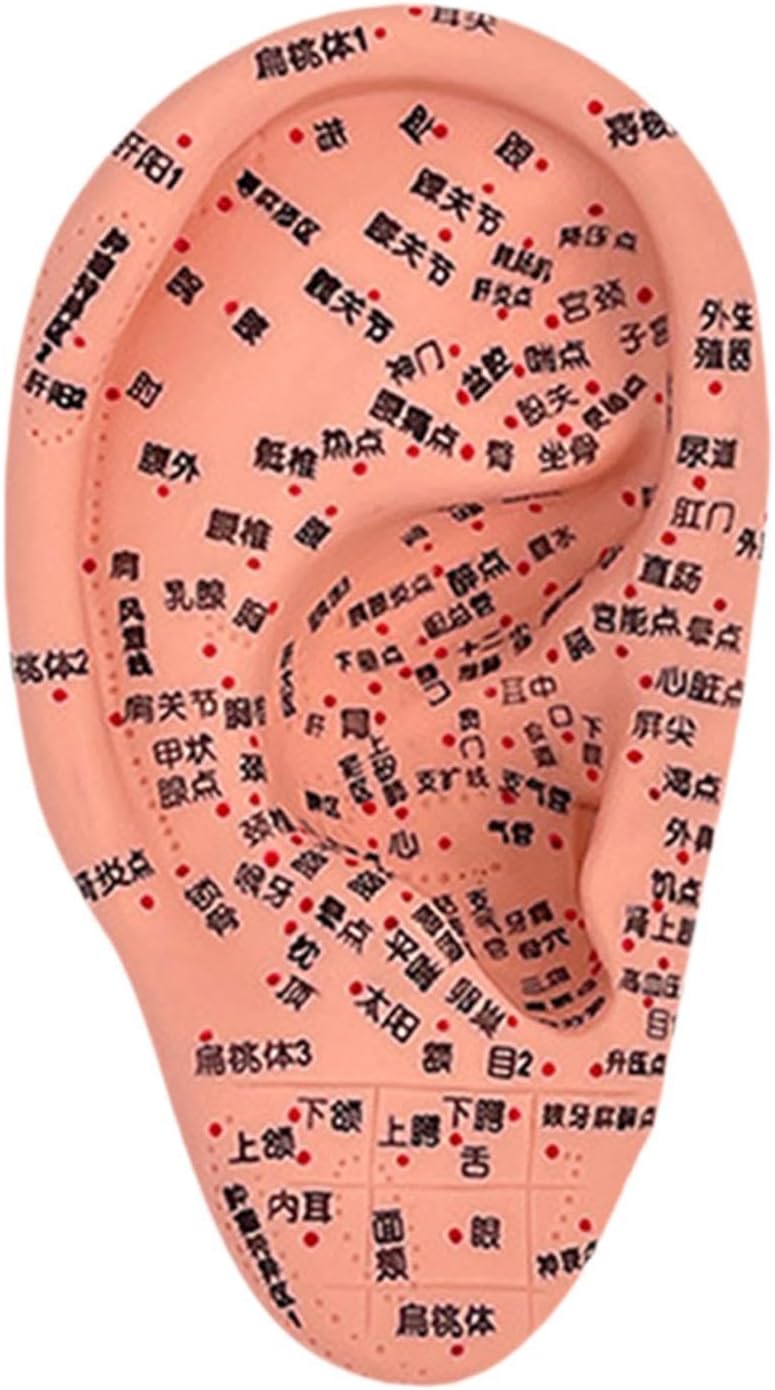 Ear Acupuncture Model Teaching Aid Multipurpose Simulation Reflexology Acupoint Learning Display Chinese Medical Meridians, 16cm
