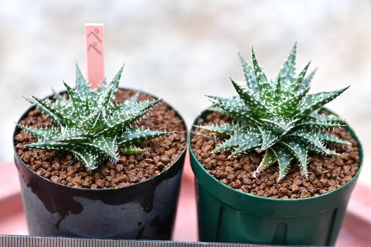 Amazon.co.jp: 第四種可 多肉植物 アロエ ペペ 2鉢 山野草 サボテン