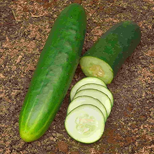 "Straight Eight" Cucumber Seeds For Planting, 150+ Heirloom Seeds Per Packet, (Isla's Garden Seeds), Non Gmo Seeds, Botanical Name: Cucumis Sativis, 90% Germination Rate #TOP3
