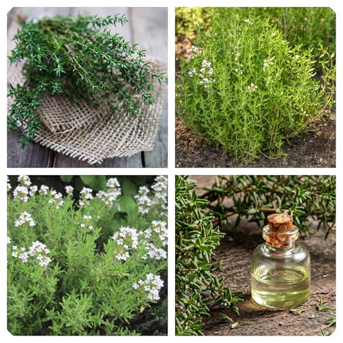 Semi di Timo, Thymus Vulgaris, pianta perenne, 300 Semi, Erba Aromatica per Cucina ricca di benefici