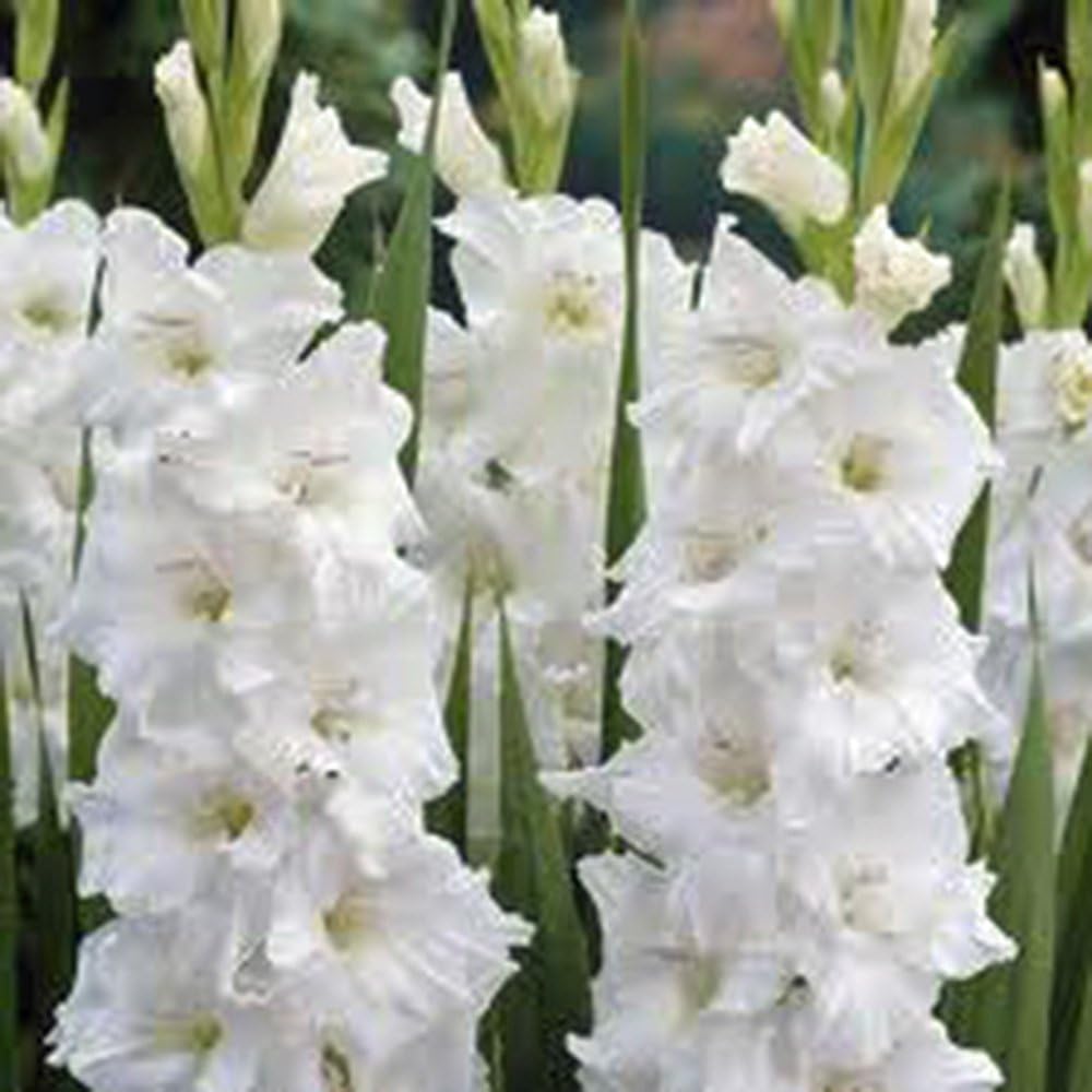 Gladiolus, Bulb (15 Pack) White Clouds, Snow White Perennial Gladiolus Bulbs, Flowers