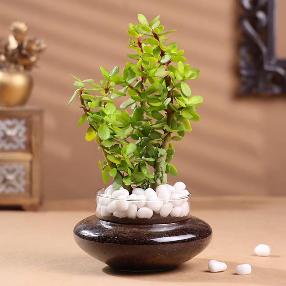 Floweraura Air Purify Good Luck Jade Live Terrarium Plant in Potpourri Pot for Office/Home Decor & for Birthday Gift, Diwali Gift, Holi Gift, (Same Day Delivery)-image-12