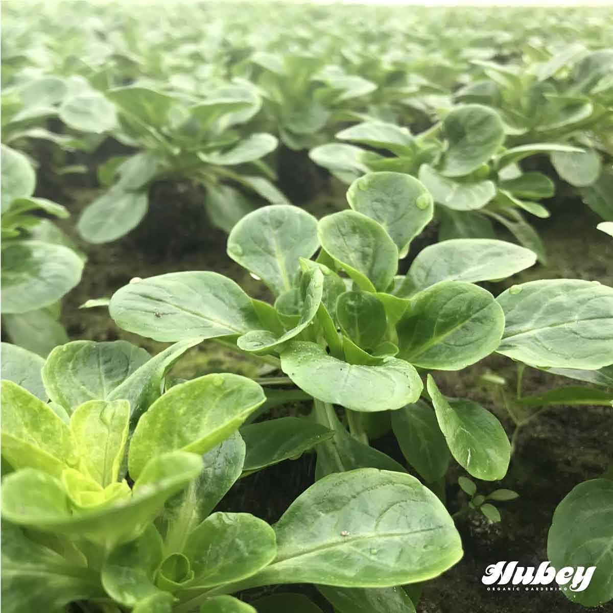 HUBEY Algenkalk 2,5 kg - Bio Gartenkalk für gesunde Pflanzen u. saftiges Gemüse - Natürlicher Bodenaktivator