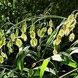 Palm Beach Medicinal Herbs - Northern Sea Oats (Chasmanthium latifolium) - Packet of 30 Seeds
