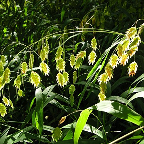Palm Beach Medicinal Herbs - Northern Sea Oats (Chasmanthium latifolium) - Packet of 30 Seeds