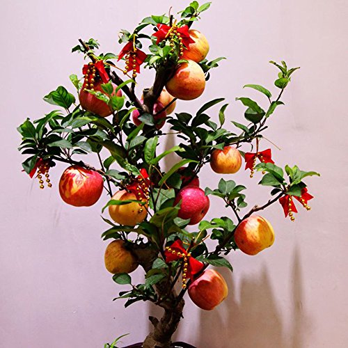 Bonsai Apple Tree Seeds for Yard Gardening Plant,20Pcs/Pack Bonsai Apple Tree Seeds Garden Yard Balcony Potted Seed Fruit Plant by ZHOUBA