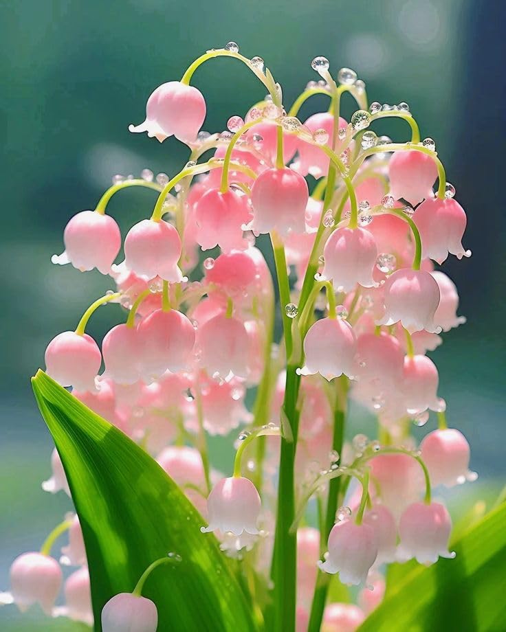 Beautiful Lily of The Valley for Planting UK, Hardy Perennial, Excellent Display, Mix Greening Flower, Natural Organic, Wedding, Balcony Garden-3 Bulbs-A — image 1