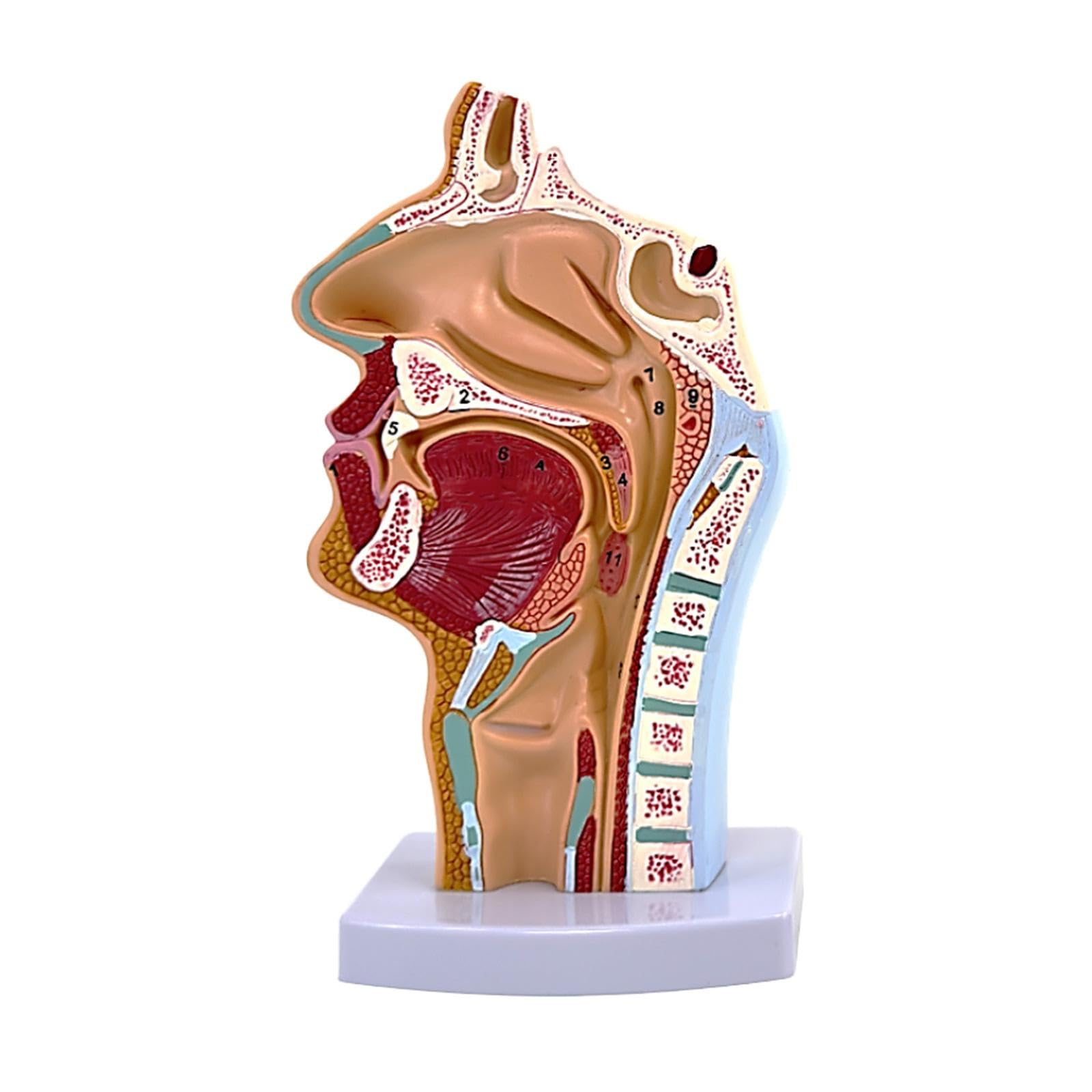 Modelo de Cavidad Nasal, Oral Y Garganta. Accesorio Médico Práctico Y Profesional. Herramienta Educativa Anatómica para El Aprendizaje.