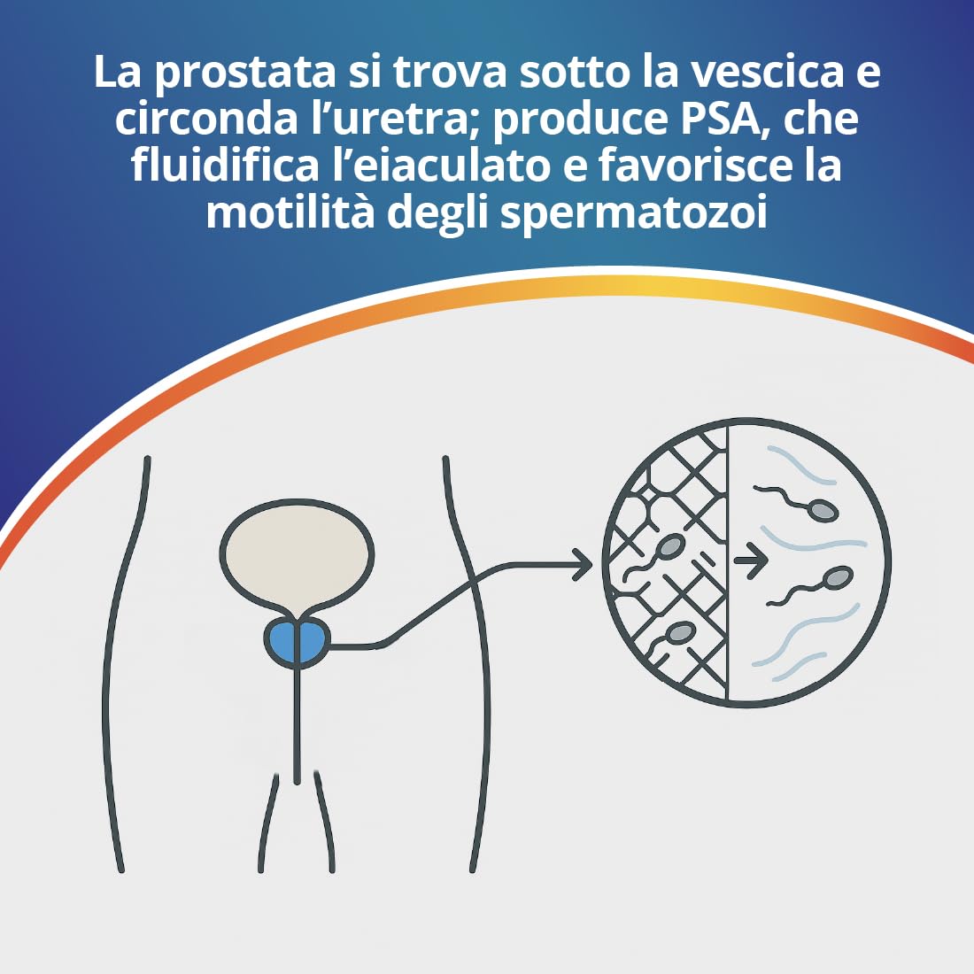 TEST PROSTATA Adeste - Rapido fai da te per la rilevazione dell'antigene prostatico specifico (PSA) nel sangue