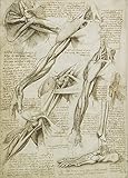 World of Art Global Vintage Anatomie Leonardo da Vinci Studium des Armes und des Fußes, Italien, 14-15 Jahrhundert. 250 g/m², glänzend, Kunstdruck, A3, Reproduktion