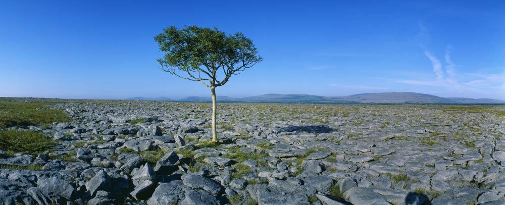 Árbol sobre un paisaje, el Burren, condado de Clare, República de Irlanda por The Irish Image Collection/Design Pics (60 x 24)