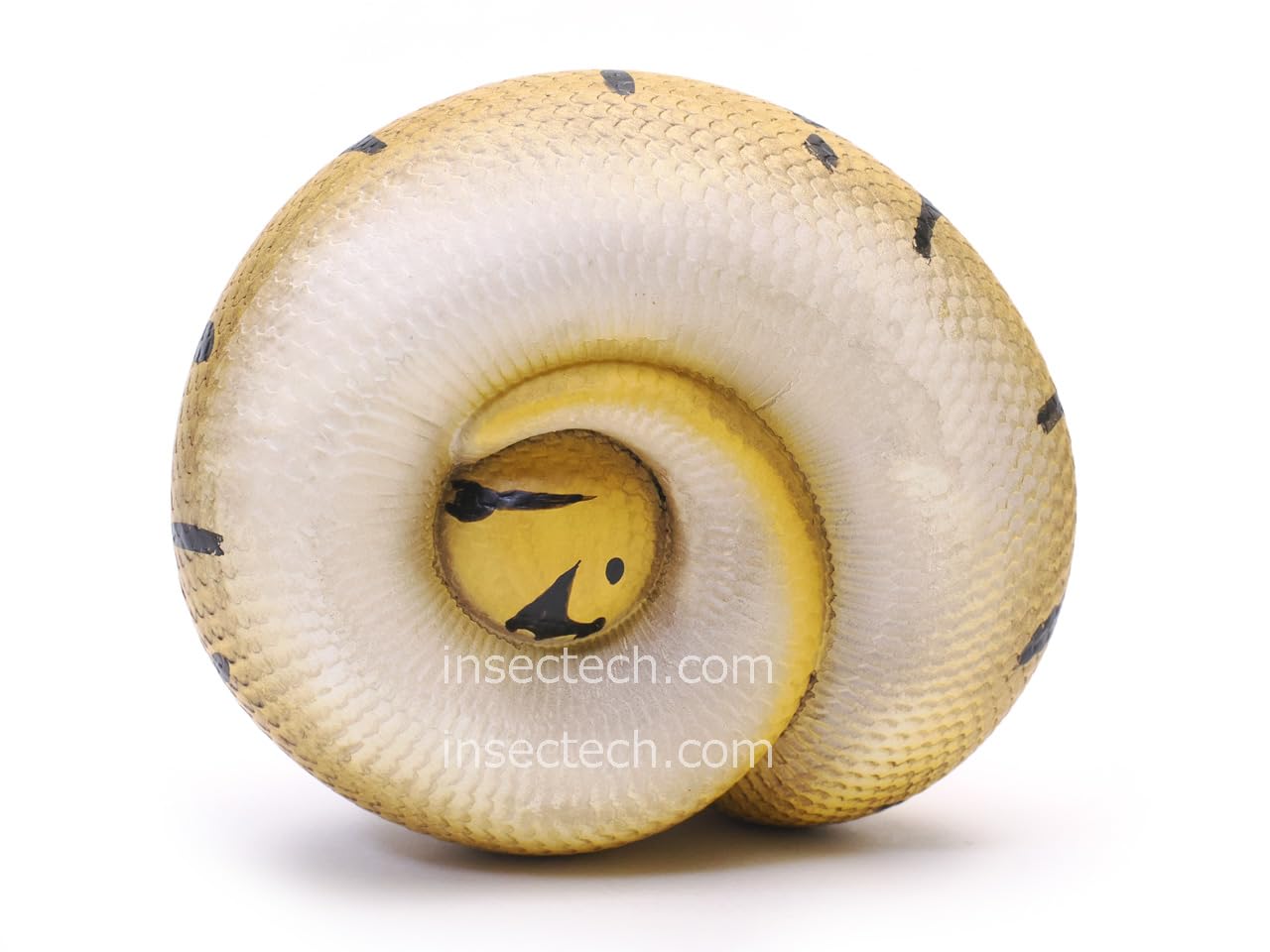 【30体限定！】【動物の惑星】ボールパイソン　フルブラック　アニマルプラネット Amazon.co.jp: 限定品 動物の惑星 アニマルプラネット 爬虫類