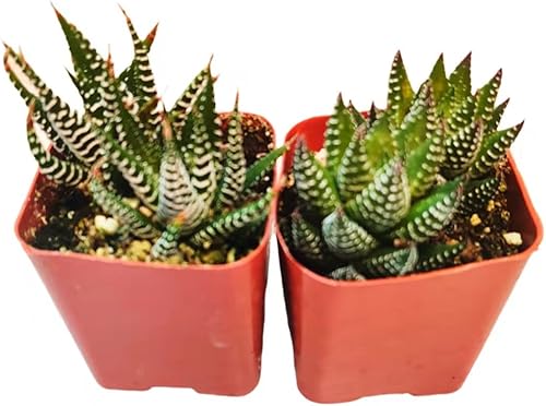 Miniatura 3 de Plantas de cactus suculentas vivas (juego de dos macetas de 2 pulgadas) (Echeveria 'Lolita'+'Perle Von Nurnberg')