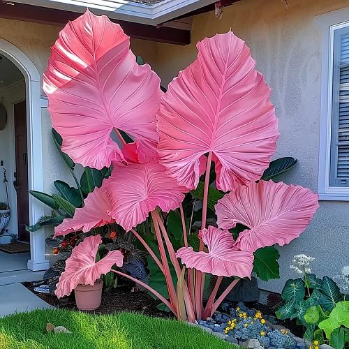 100Pcs Pink Giant Caladium Plant Seeds