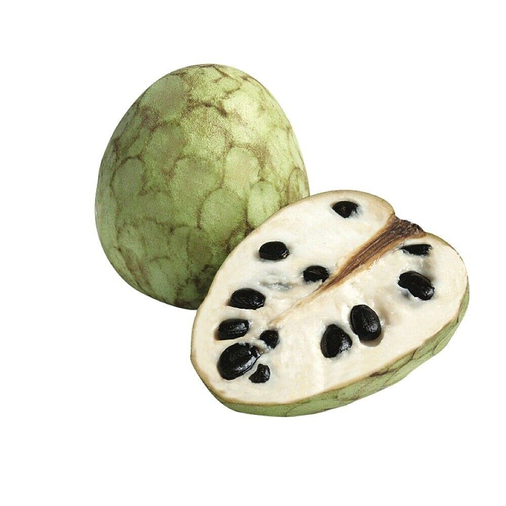 Annona Cherimola Cherimoya Custard Apple Tree 5 Fresh Seeds Seeds ONLY