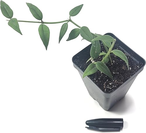 Planta Hoya Bella Planta de interior viva o Hoya Lanceolata Bella Planta de interior 2.5 "Maceta 2 tallos EnvĂos desde California Planta Hoya Bella Planta de interior viva o Hoya Lanceolata Bella Planta de interior 2.5 "Maceta 2 tallos EnvĂos desde California