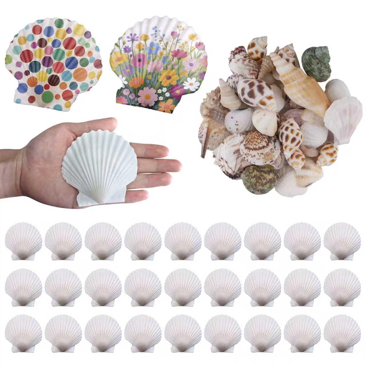 Coquillages blancs naturels de décoration d'intérieur pour compositions épurées et vases