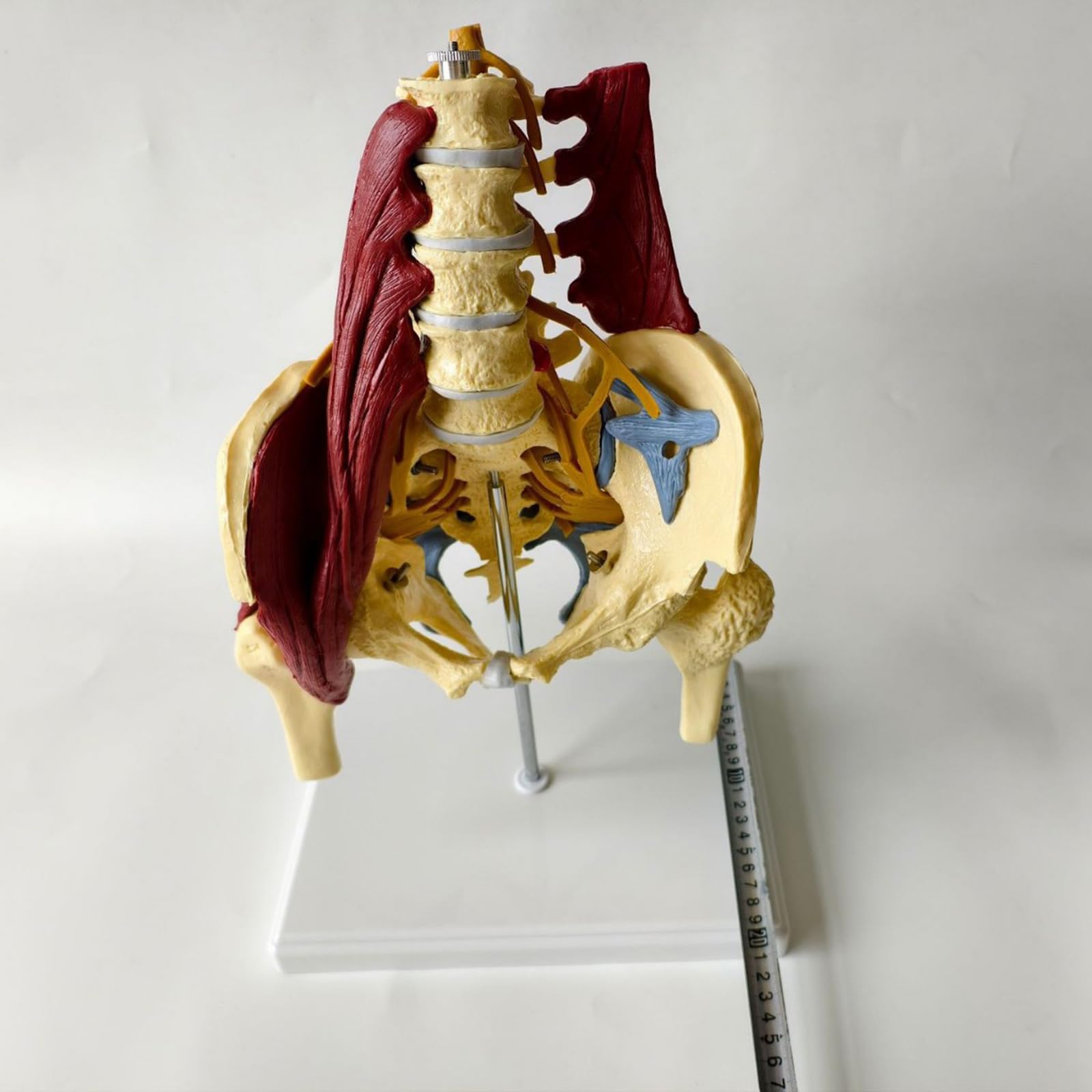Proporzione adulta colonna lombare con muscoli e muscoli pelvici modello colonna vertebrale e modello scheletrico pelvico per educazione medica