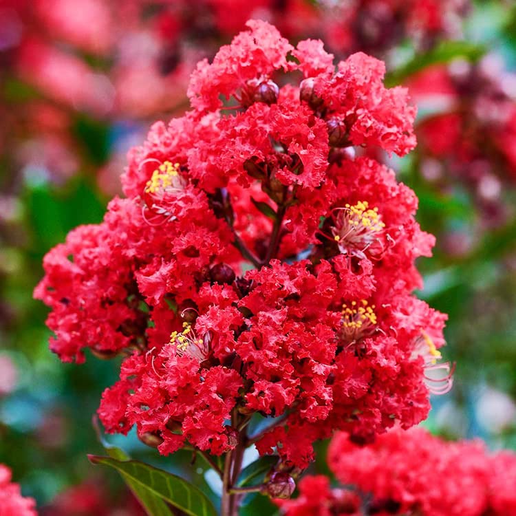 See full amazon price history chart for GreenCaart Furush Lagerstroemia Flower Live Plant RED Colour (Pack of 1) GreenCaart Furush Lagerstroemia Flower Live Plant RED Colour (Pack of 1) (B0B51SVFXL) Amazon Price History, Amazon Price Tracker