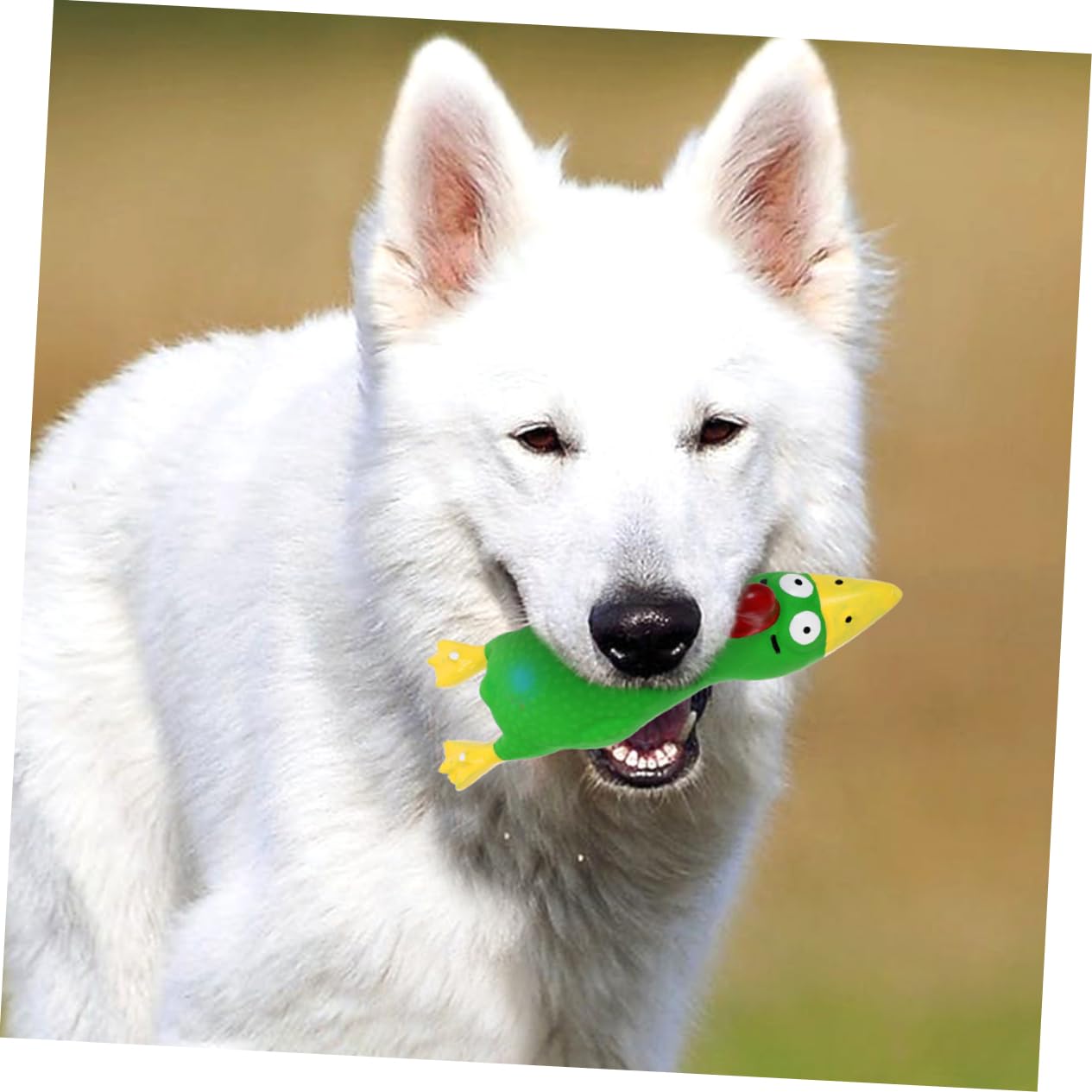 SUPVOX 10pièces Jouets pour Chiens Latex Squeaky Jouet à Mâcher pour Chiots De Dentition Et Interactif Et pour Éviter Ennui Et Vos Meubles