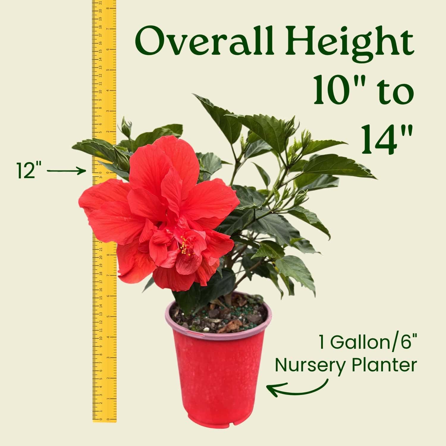 Double Red Hibiscus Bush, Overall Height 10" to 14", Live Tropical Hibiscus Plant (1 Gallon/6" Nursery Pot)