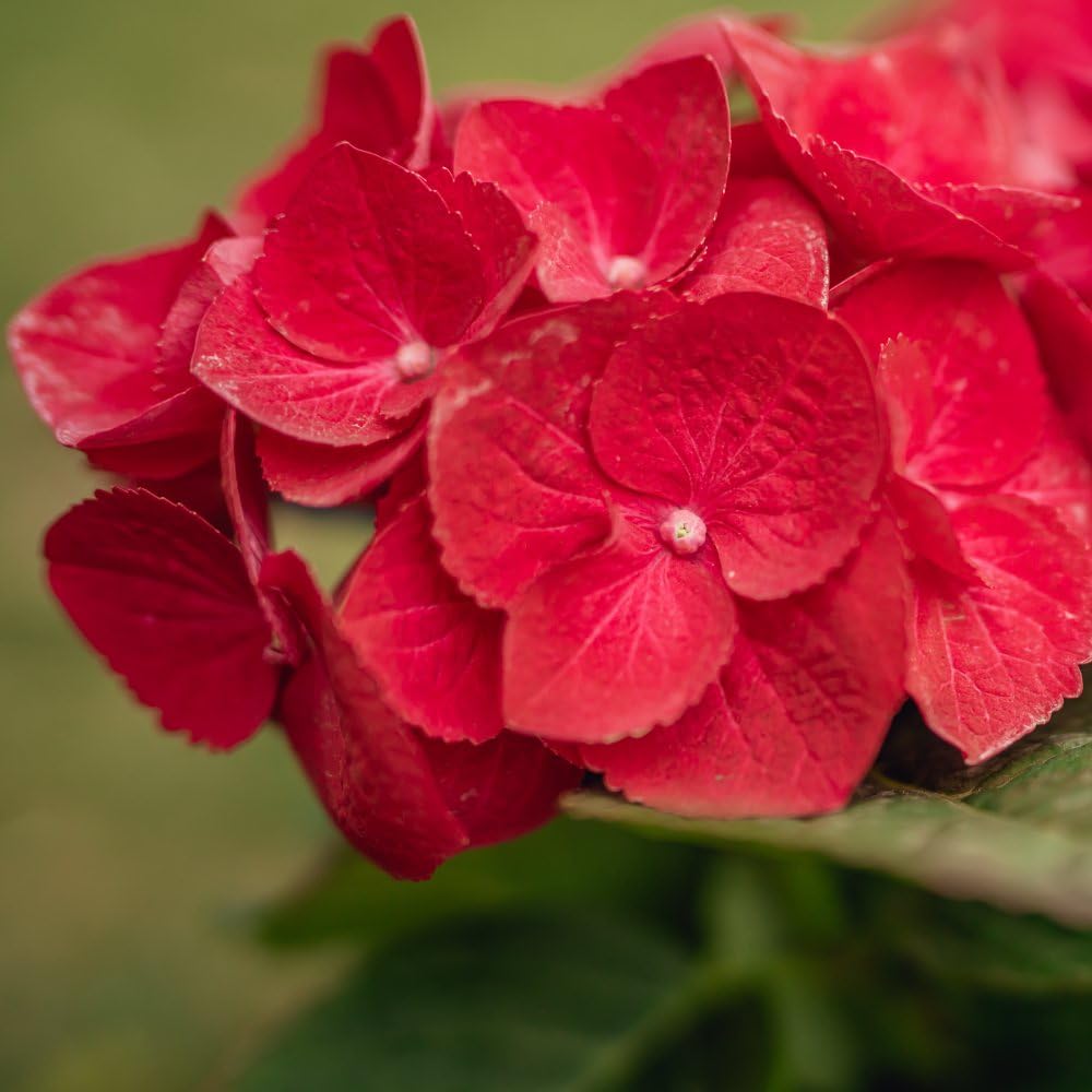 Hydrangea macrophylla 'Glowing Embers' - Compact Flowering Shrub, Blue or Pink Blooms, Summer to Autumn Foliage, Ideal for Borders & Containers - 2X 3.5 Litre Potted Plants by Thompson & Morgan