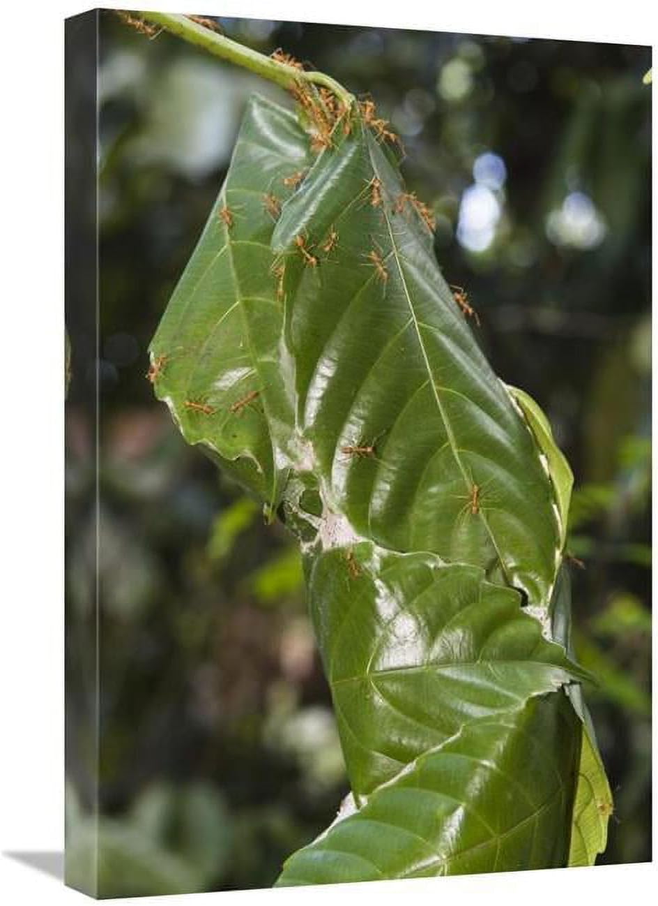 16 x 24 in. Weaver Ant Nest in Rainforest, Havelock Island, India Art Print - Konrad Wothe
