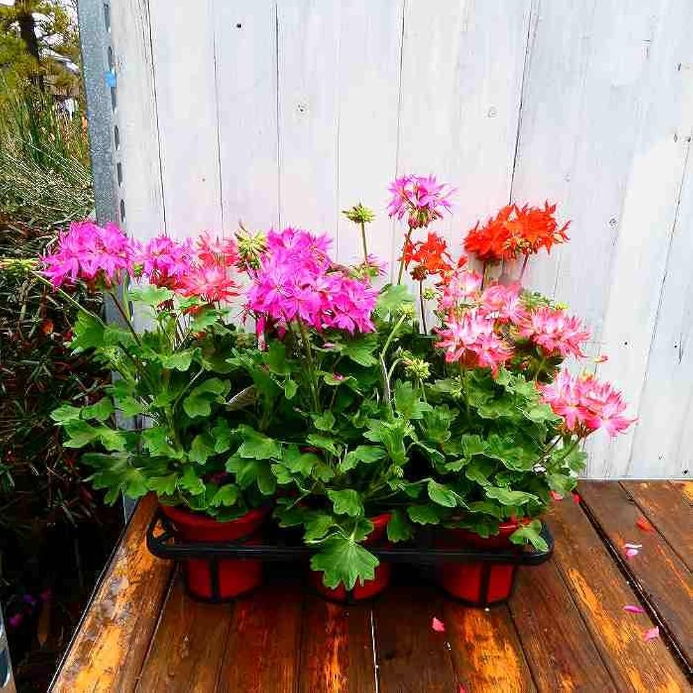 専用 新鮮な赤紫色のプラム 花螺李 10キロ 専用 新鮮な赤