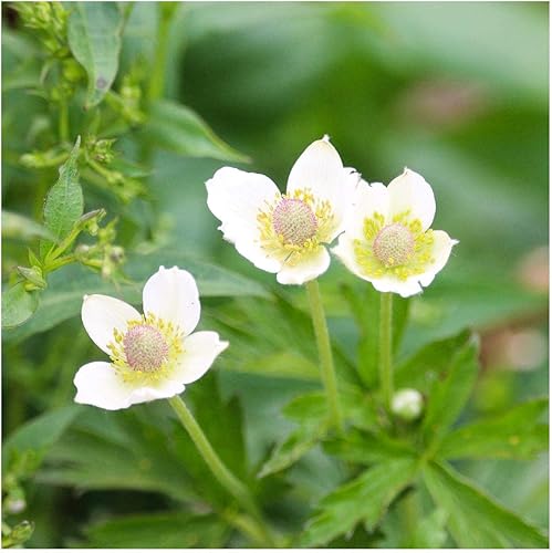 Miniatura 4 de Everwilde Farms - 300 semillas de flores silvestres nativas de Thimbleweed - Paquete de semillas jumbo Gold Vault